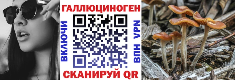 Псилоцибиновые грибы GOLDEN TEACHER  Купить где  Мариинский Посад 